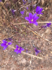 Brodiaea kinkiensis