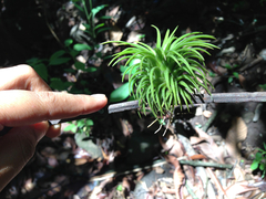Tillandsia ionantha