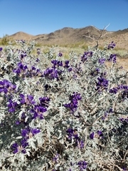 Psorothamnus arborescens