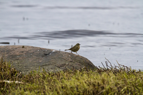 Rock Pipit