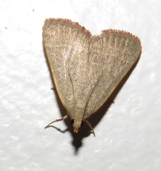 Hypsopygia albidalis