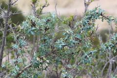 Berberis trifoliolata