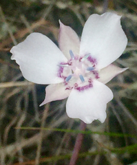 Calochortus umbellatus