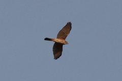 Accipiter tachiro
