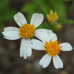 Asteraceae