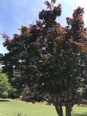 Image of Acer palmatum