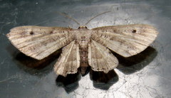 Phazaca interrupta