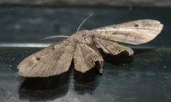 Phazaca interrupta