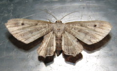 Phazaca interrupta