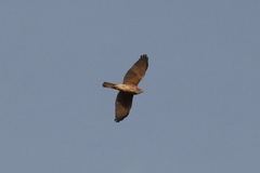 Accipiter tachiro