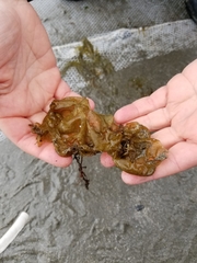 Ectocarpales
