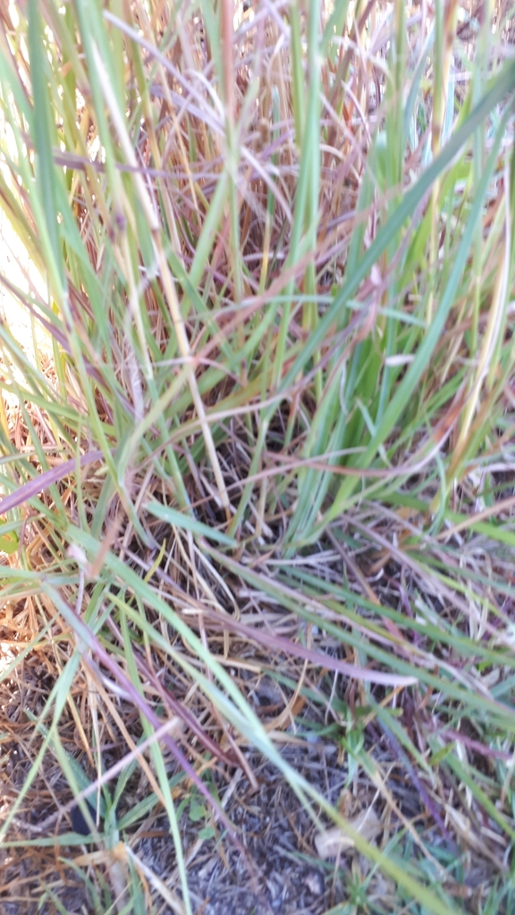 Hyparrhenia anamesa