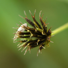 Asteraceae