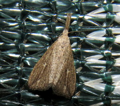 Trigonistis demonias