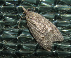 Carposinidae