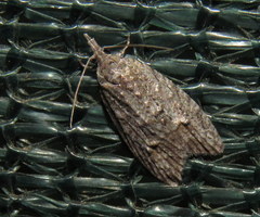 Carposinidae