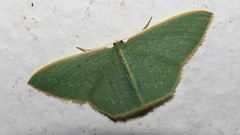 Chlorocoma melocrossa