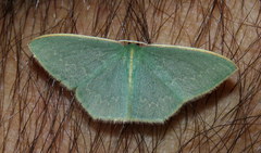 Chlorocoma melocrossa