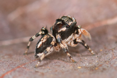 Habronattus ocala