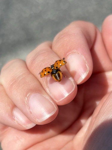 Asian Lady Beetle photographed in New Jersey