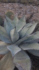 Agave asperrima potosiensis