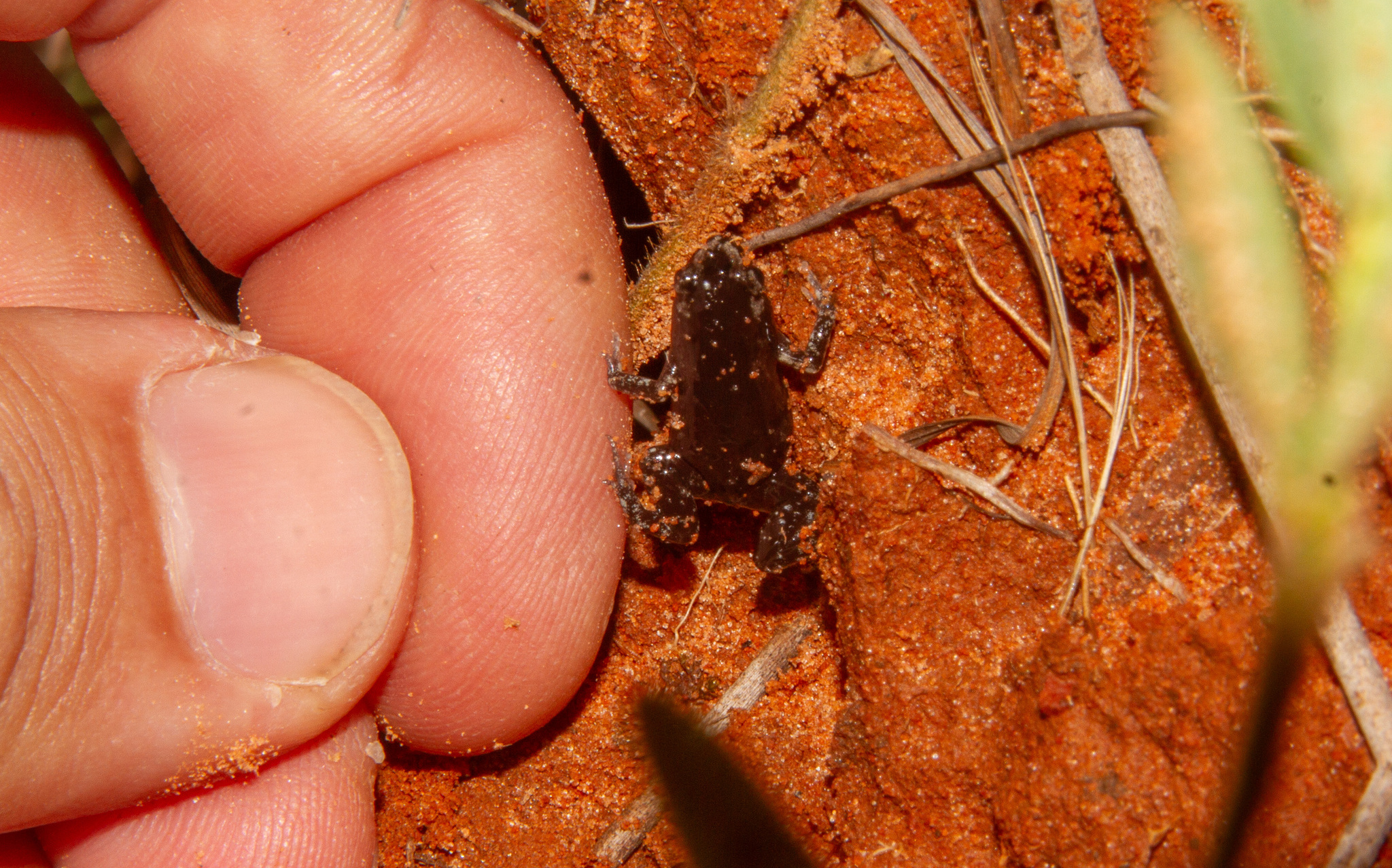 Central Humming Frog photo 4