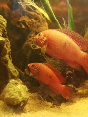 Rubricatochromis lifalili
