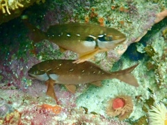 Chirodactylus brachydactylus