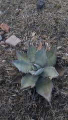 Agave asperrima potosiensis