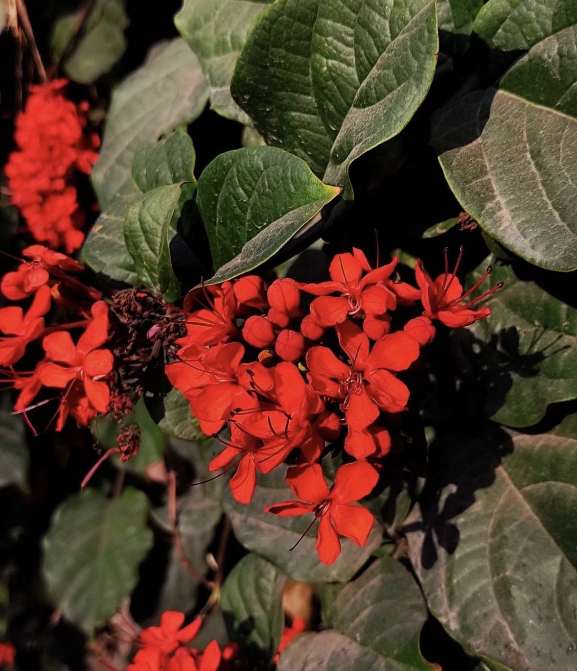 Imagem de Florzinha-de-fogo