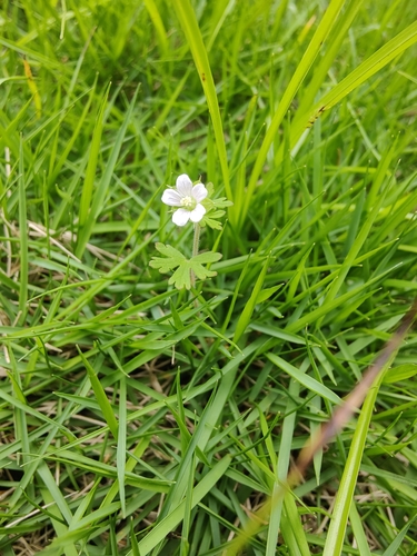 Carolina crane's-bill
