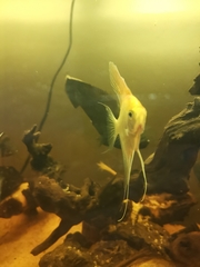 Pterophyllum scalare