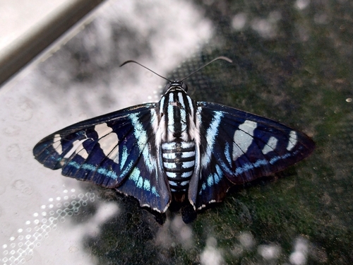 Jemadia gnetus