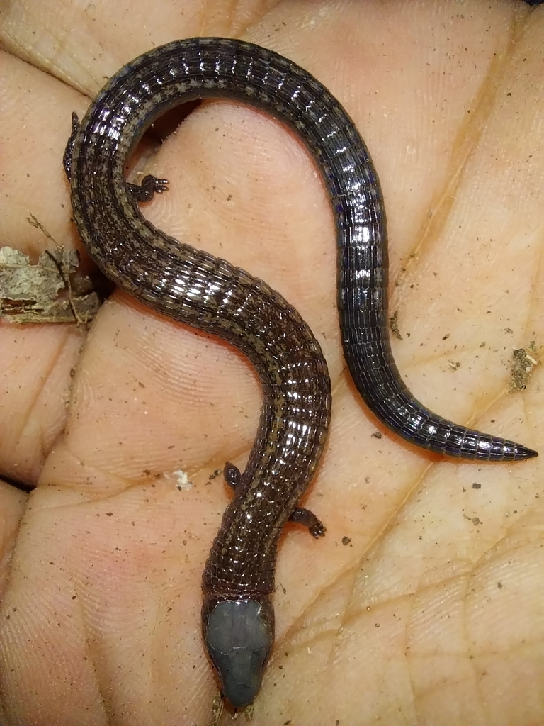 Trinidad worm lizard from Tunapuna/Piarco Regional Corporation ...