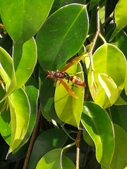 Polistes simillimus