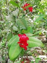 Ochna thomasiana