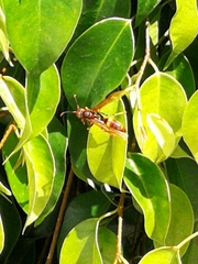 Polistes simillimus