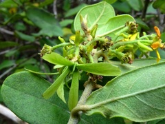 Glicophyllum arcanum