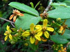 Glicophyllum arcanum