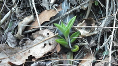 Lenophyllum acutifolium