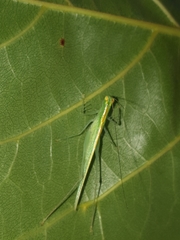 Phlugis ocraceovittata