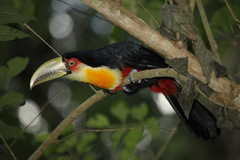 Green-Billed Toucan photo 3