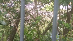 Passer domesticus