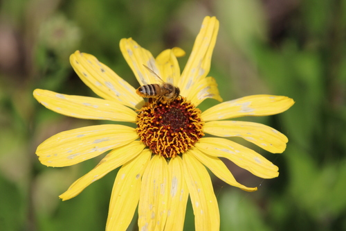 iNaturalist observation photo of Western Honey Bee