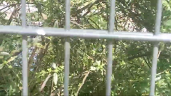 Passer domesticus