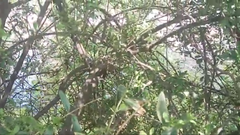 Passer domesticus