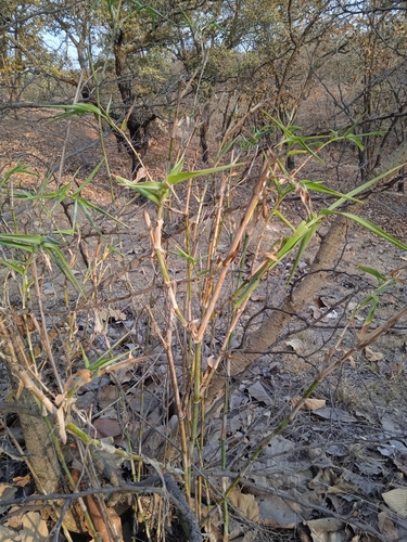 Lasiacis procerrima, 2024-04-13