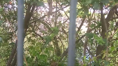 Passer domesticus