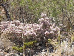 Dalea formosa