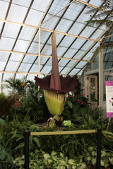 Amorphophallus titanum
